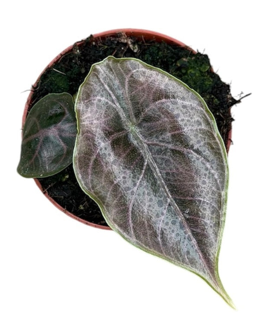 Alocasia Azlanii House Plant 8cm Pot