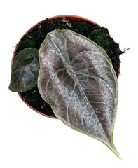 Alocasia Azlanii House Plant 8cm Pot
