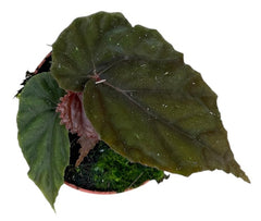 Begonia SP Black Bloodie 8cm Pot 15cm Height House Plant