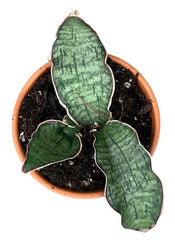 Sansevieria Kirkii Silver Blue 8cm Pot 15cm Height House Plant