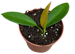 10 - 15cm Hoya Black Dragon House Plant 10,5 cm Pot