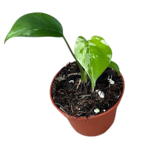 10 - 15cm Monstera Bulbasaur 6cm Pot House Plant