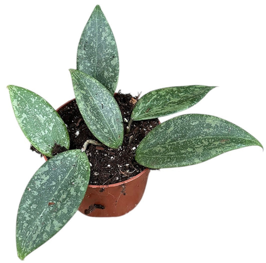Hoya Wibergiae 10.5cm Pot 15cm Height House Plant