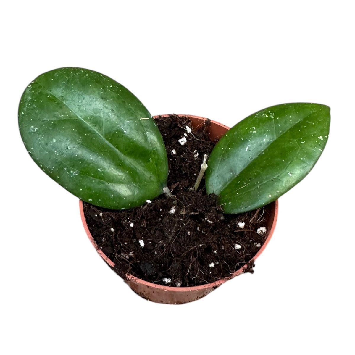 10 - 15cm Hoya cv Joy House Plant 10,5 cm Pot