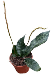 Tectaria Hilocarpa House Plant 8cm Pot