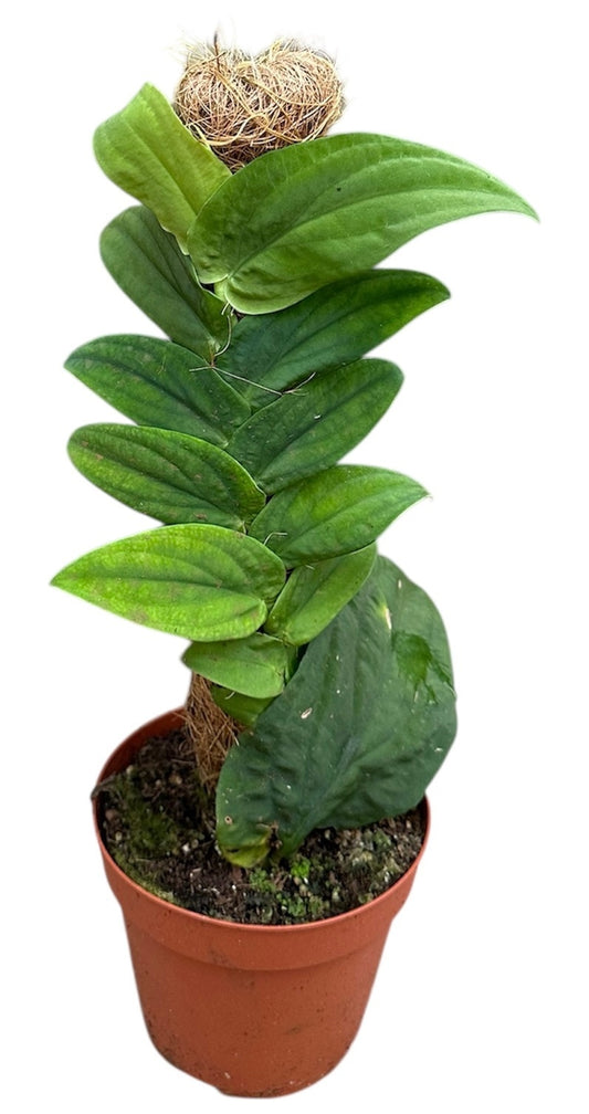 Rhaphidophora Korthalsii Green 14cm Pot House Plant