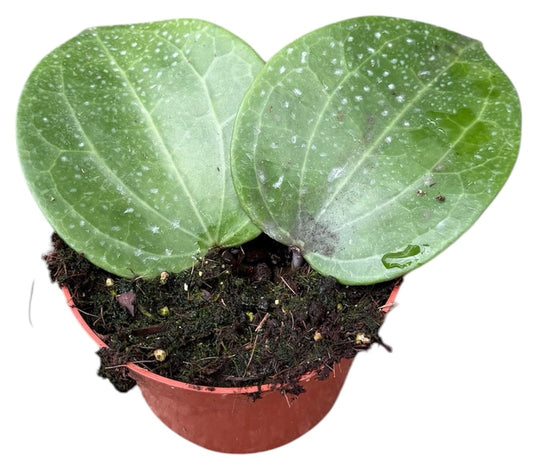 Hoya Latifolia Green 10.5cm Pot 15cm Height House Plant