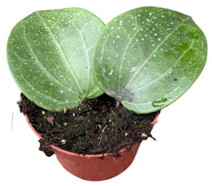 Hoya Latifolia Green 10.5cm Pot 15cm Height House Plant