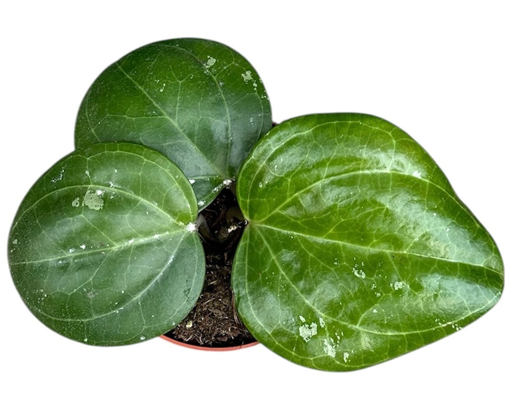 Hoya Sarawak Cream 10.5cm Pot 10cm Height House Plant