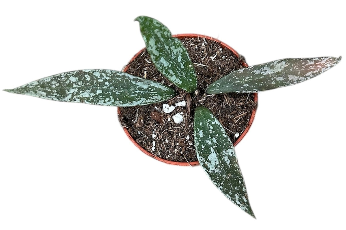 Hoya Lacunosa Laos 6cm Pot 8cm Height House Plant