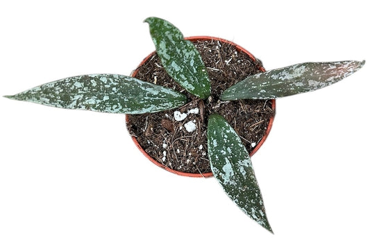 Hoya Lacunosa Laos 6cm Pot 8cm Height House Plant