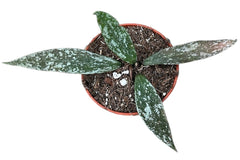 Hoya Lacunosa Laos 6cm Pot 8cm Height House Plant