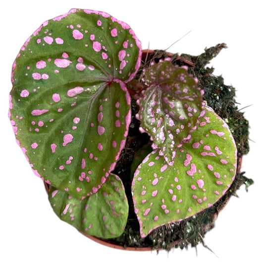 Begonia Muara Wahau 8cm Pot 15cm Height House Plant