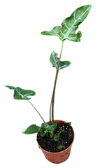 Alocasia Teletubbies 10.5cm Pot House Plant