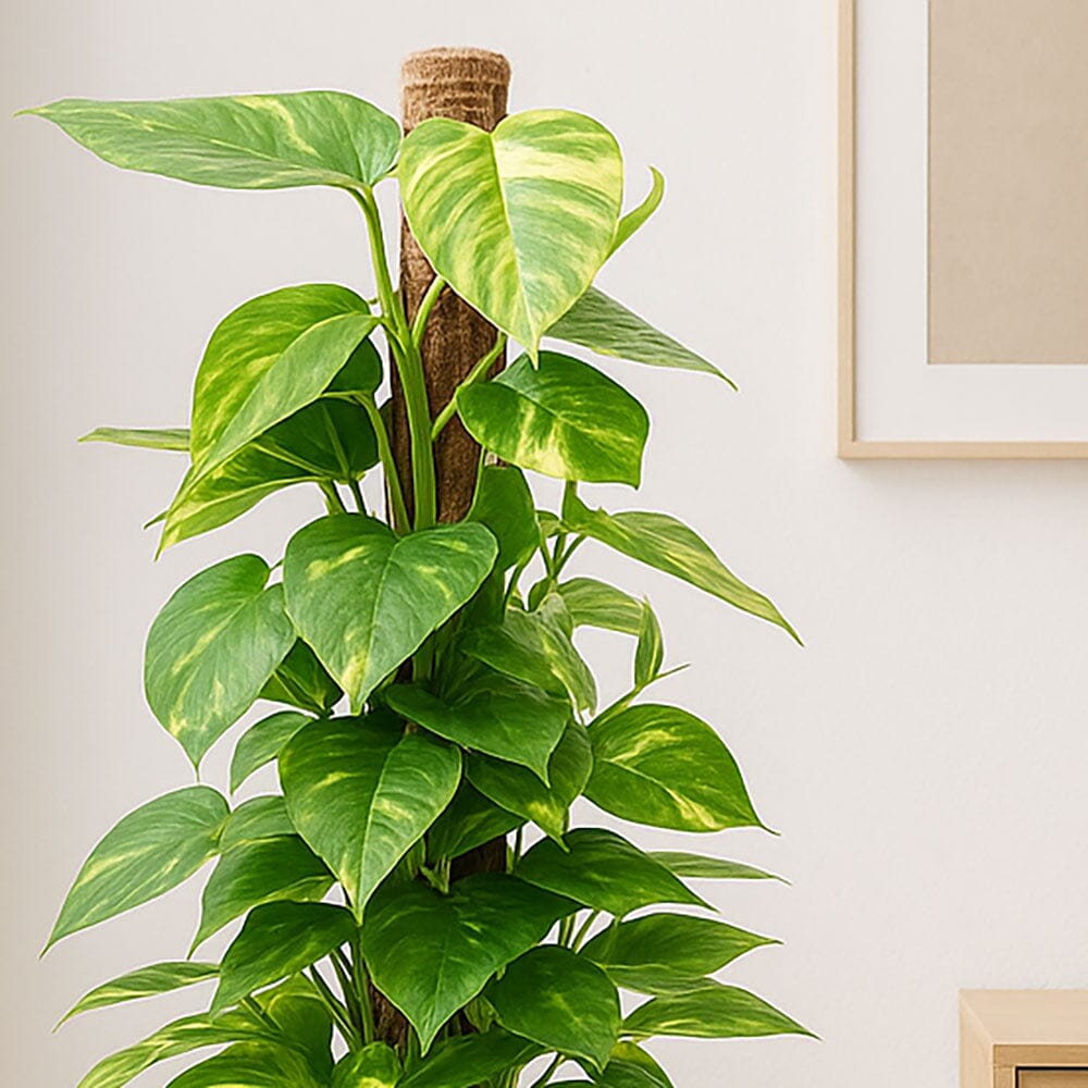 80 - 100cm Epipremnum Aureum Pothos on Mosspole 19cm Pot House Plant House Plant