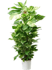 80 - 100cm Epipremnum Aureum Pothos on Mosspole 19cm Pot House Plant House Plant