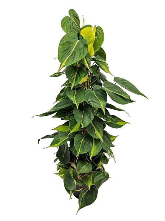 80 -100cm Philodendron Brazil on Mosspole 19cm Pot House Plant House Plant
