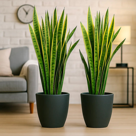 80 - 100cm (Twin Pack Offer) Sansevieria Laurentii Snake Plant 21cm Pot House Plant