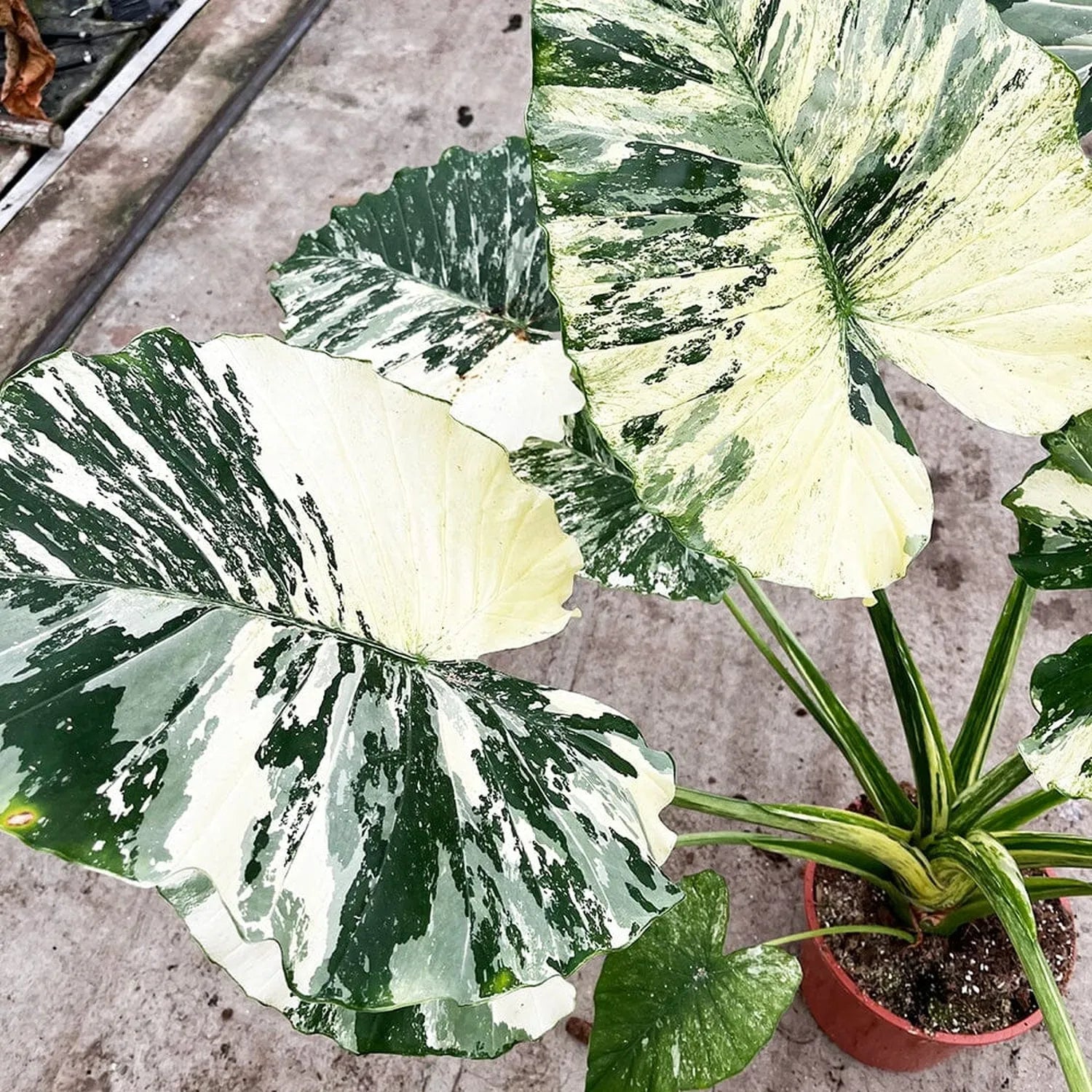80 - 100cm Variegated Alocasia Gagaena Variegata 17cm Pot House Plant