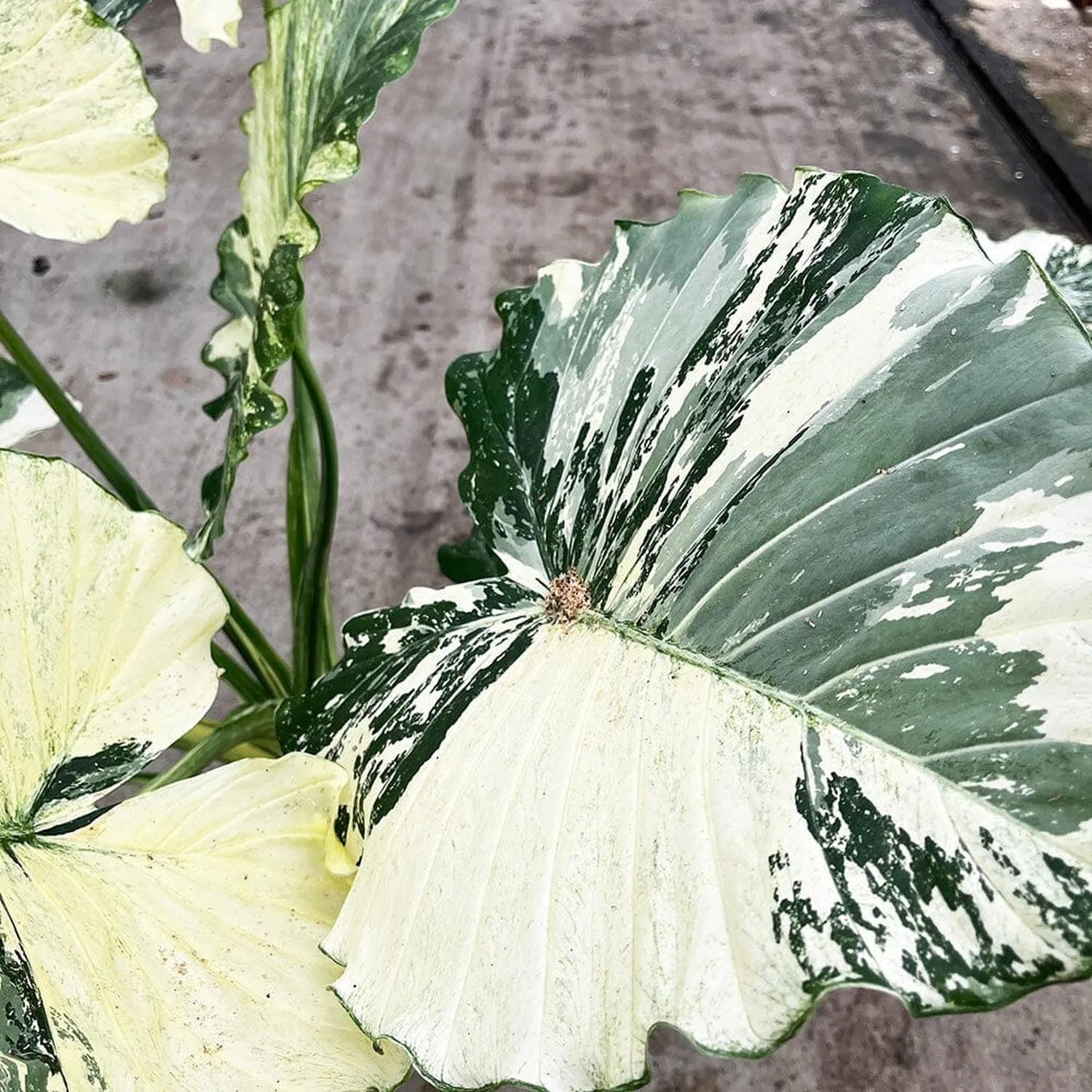 80 - 100cm Variegated Alocasia Gagaena Variegata 17cm Pot House Plant