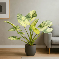 80 - 100cm Variegated Alocasia Gagaena Variegata 17cm Pot House Plant