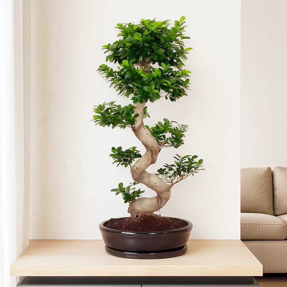 80 - 110cm Ficus Ginseng Bonsai S Type In Black Ceramic 45cm Pot House Plant