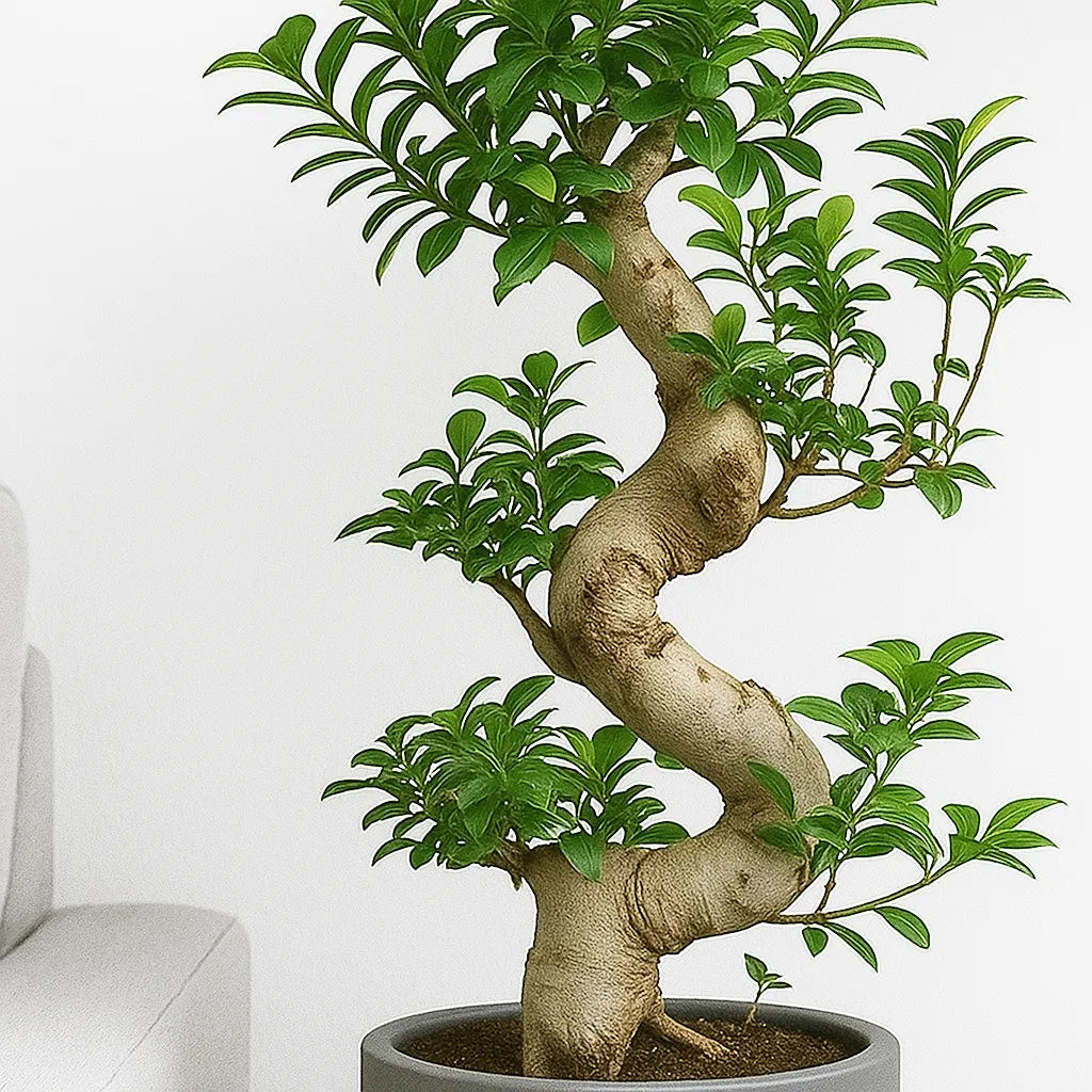 80 - 110cm Ficus Ginseng Bonsai S Type In Black Ceramic 45cm Pot House Plant