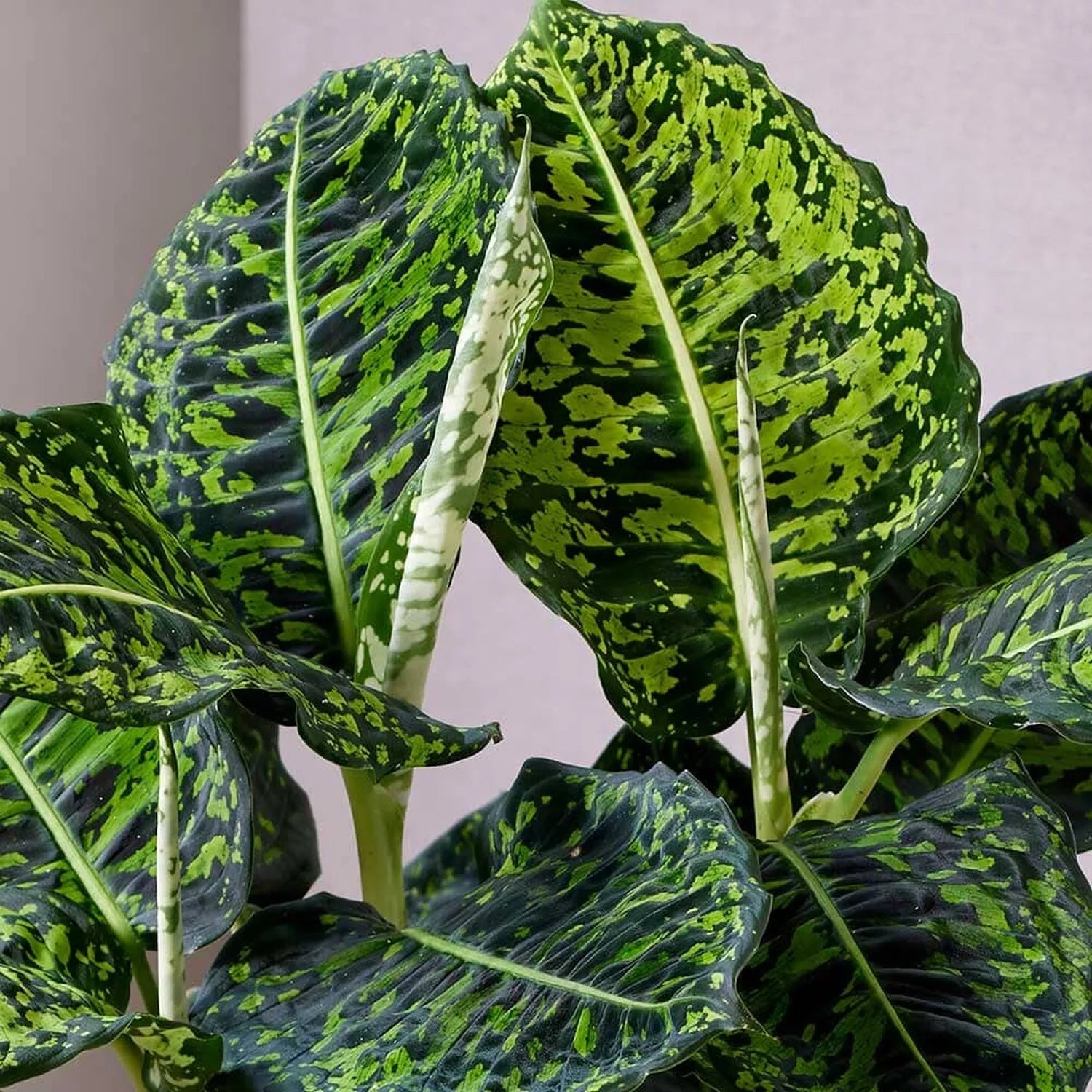 aglaonema reflector Dieffenbachia Reflector Dumb Cane – Plants For All Seasons