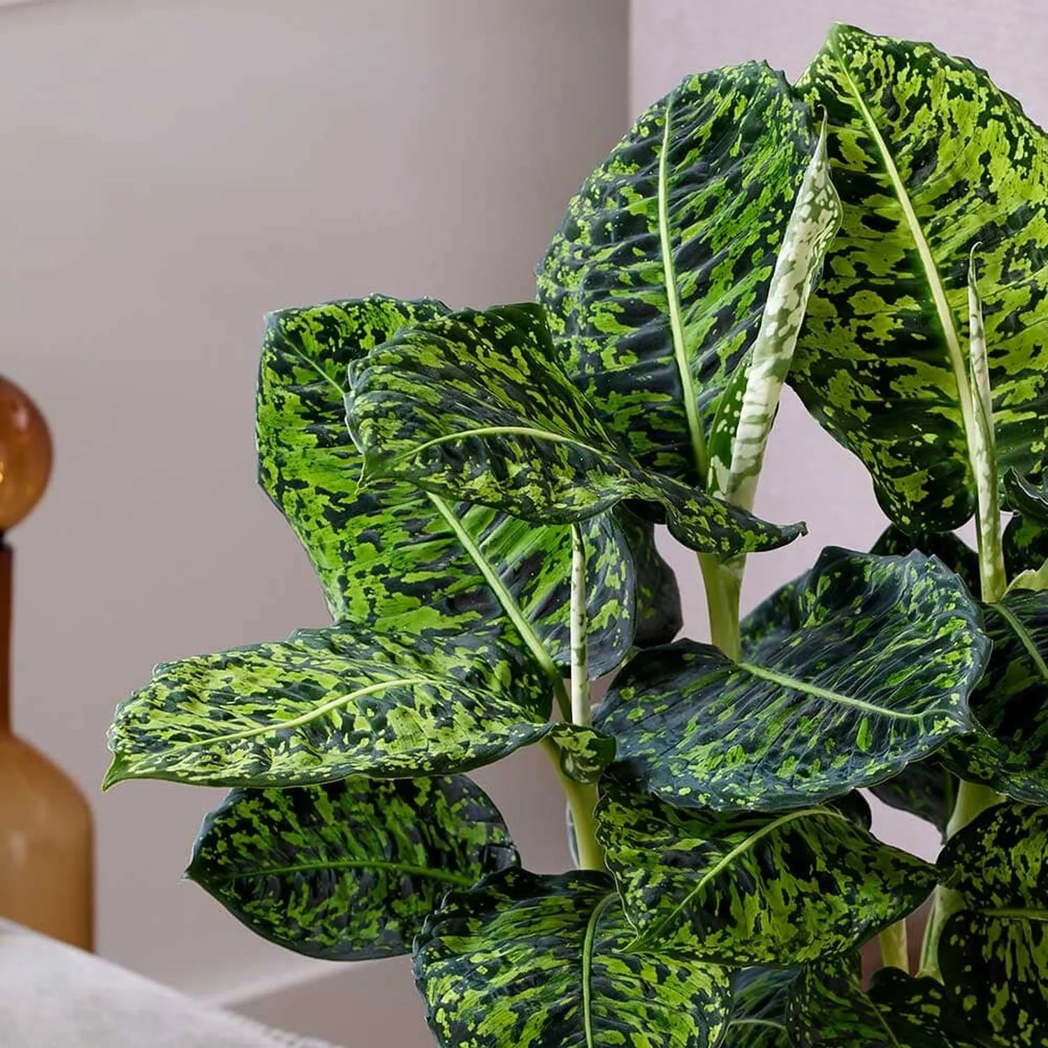 large dieffenbachia reflector Dieffenbachia Reflector Dumb Cane – Plants For All Seasons