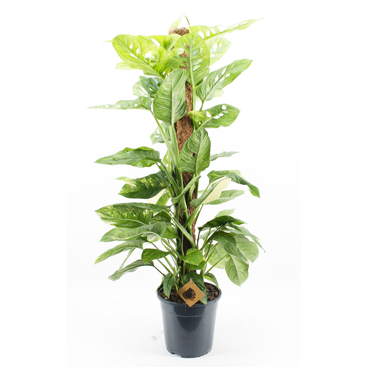 110 - 130cm Monstera Obilqua Mayuna Variegata 24cm Pot House Plant