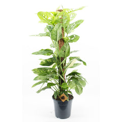 110 - 130cm Monstera Obilqua Mayuna Variegata 24cm Pot House Plant