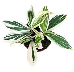20cm Variegated Spiral Ginger Costus Arabicus House Plant 10.5cm Pot