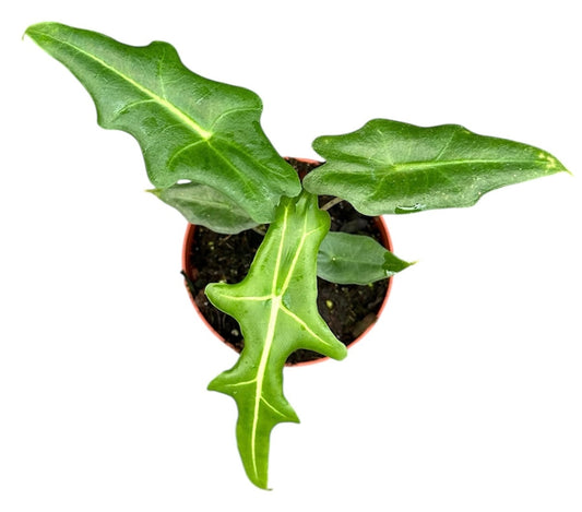 25cm Alocasia Portei House Plant 10,5 cm Pot