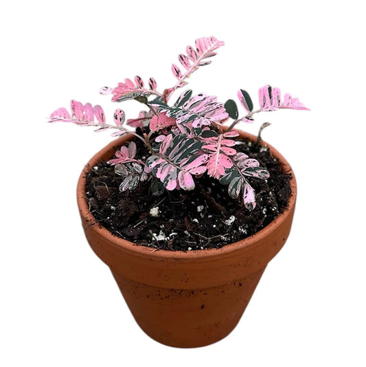 10 - 15cm Phyllanthus Urinaria Compacta Variegata in Terracotta 8cm Pot House Plant