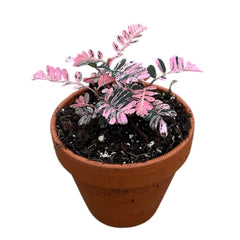 10 - 15cm Phyllanthus Urinaria Compacta Variegata in Terracotta 8cm Pot House Plant