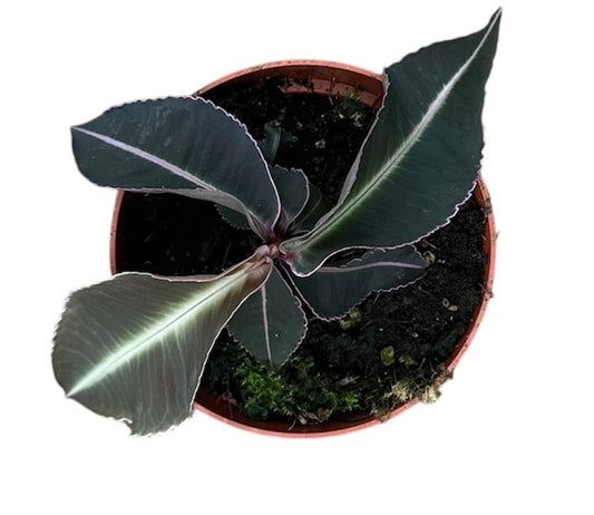 Labisia Pumila 10.5cm Pot 15cm Height House Plant