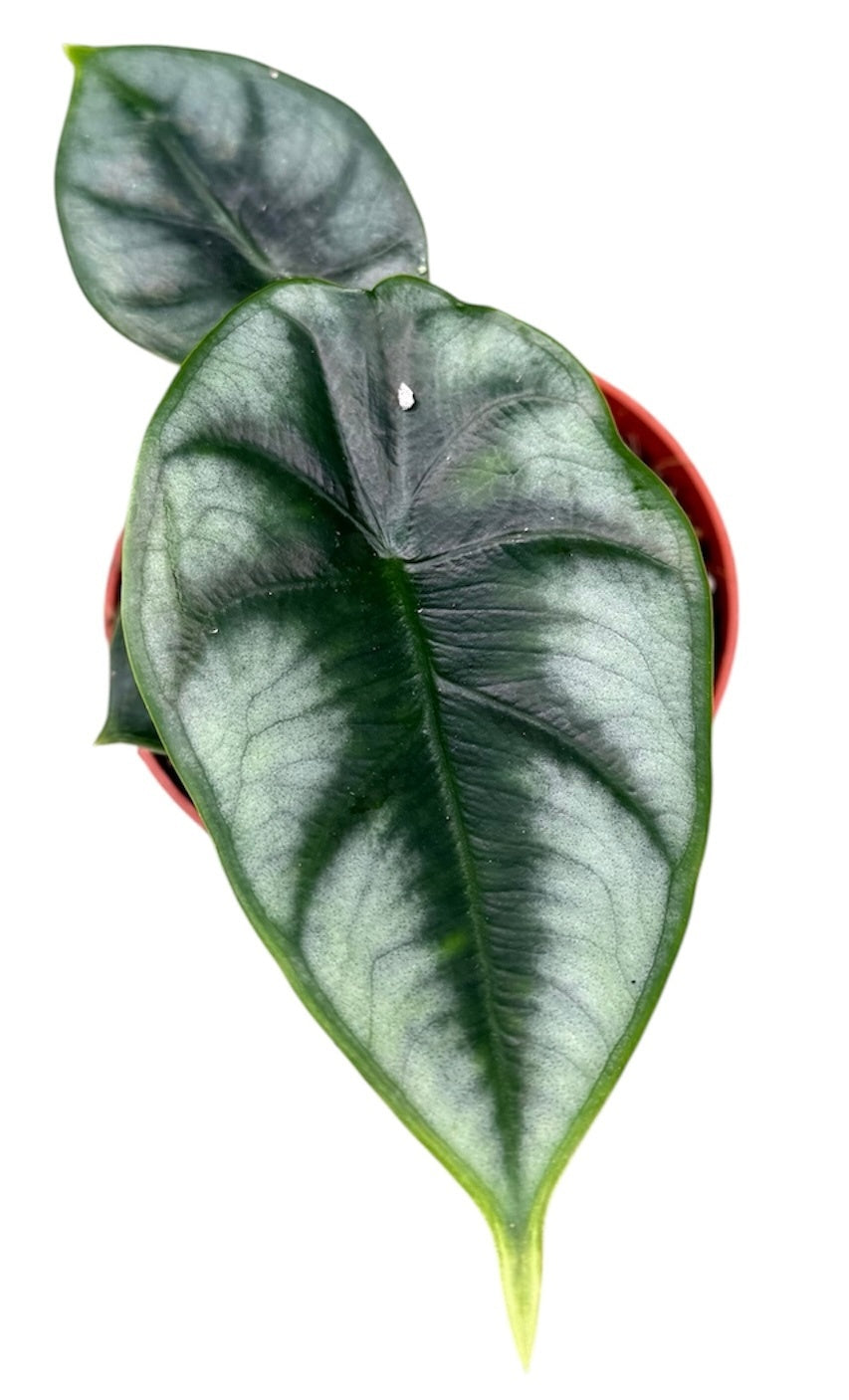 Alocasia Reversa 10.5cm Pot 15cm Height House Plant