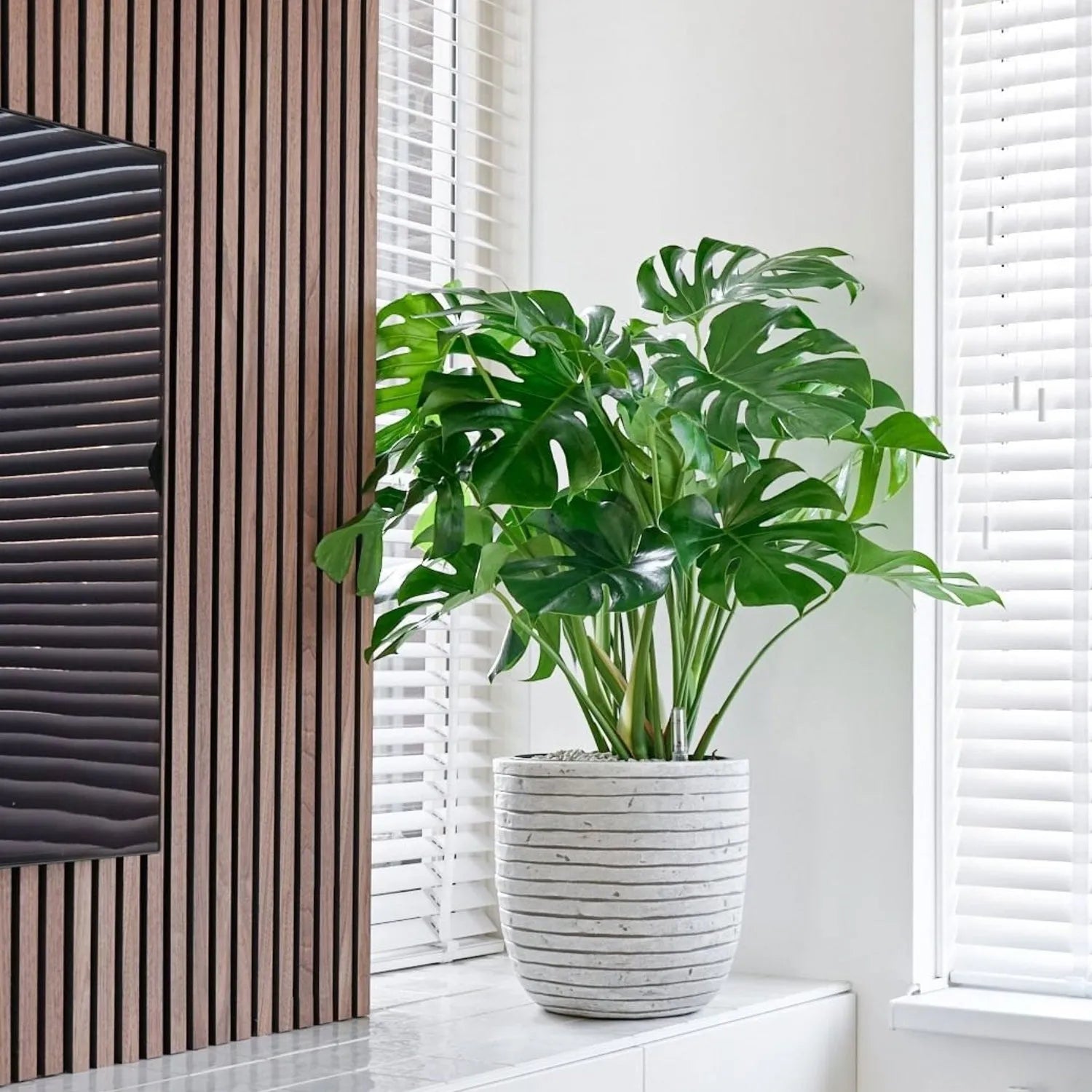 85 - 100cm Monstera Deliciosa Taurii XL Swiss Cheese Plant 30cm Pot House Plant