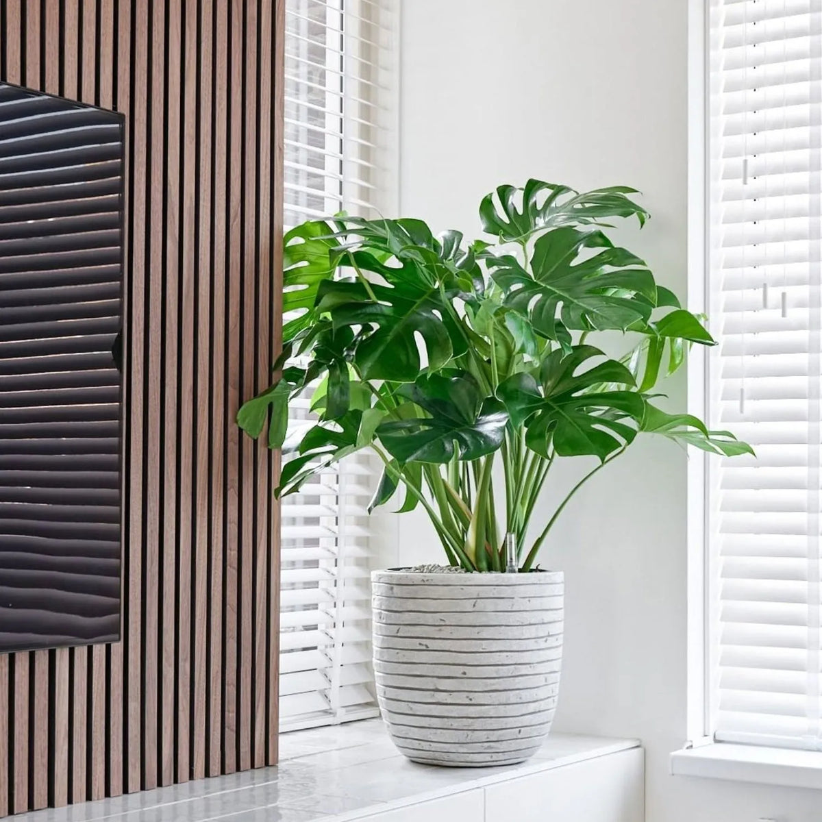 85 - 100cm Monstera Deliciosa Taurii XL Swiss Cheese Plant 30cm Pot House Plant