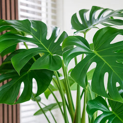 85 - 100cm Monstera Deliciosa Taurii XL Swiss Cheese Plant 30cm Pot House Plant