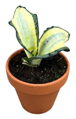 Sansevieria Wendy Yellow House Plant 10,5 cm Pot