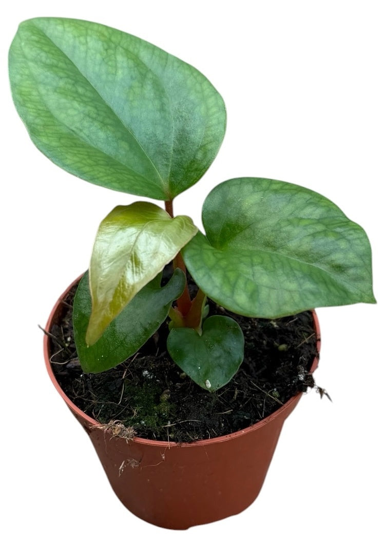 Anthurium Pinkleyi 8cm Pot 10cm Height House Plant