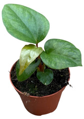 Anthurium Pinkleyi 8cm Pot 10cm Height House Plant