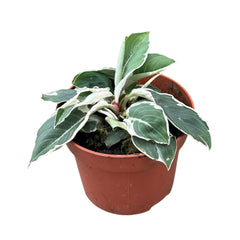 15 - 20cm Homalomena Wallisii Camouflage Variegata House Plant 10.5cm Pot