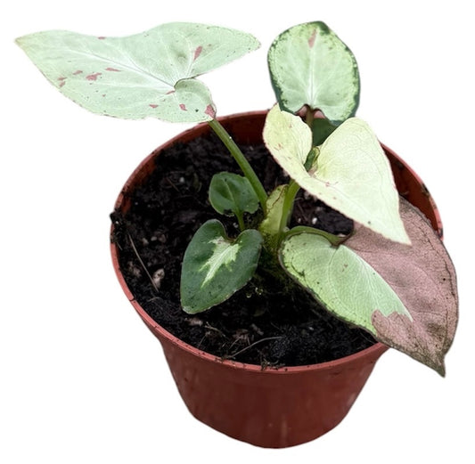 Syngonium Strawberry Milk 8cm Pot 10cm Height House Plant