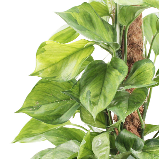 45 - 55cm Epipremnum Lemon Top Pothos on Mosspole 17cm Pot House Plant