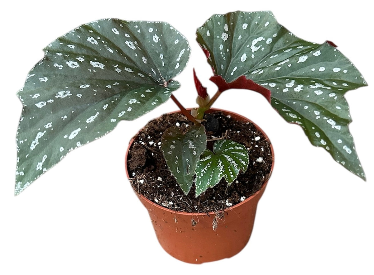 Begonia Aiai 10.5cm Pot 20cm Height House Plant