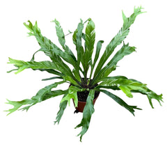 Asplenium Nidus Variegata 8cm Pot 10cm Height House Plant