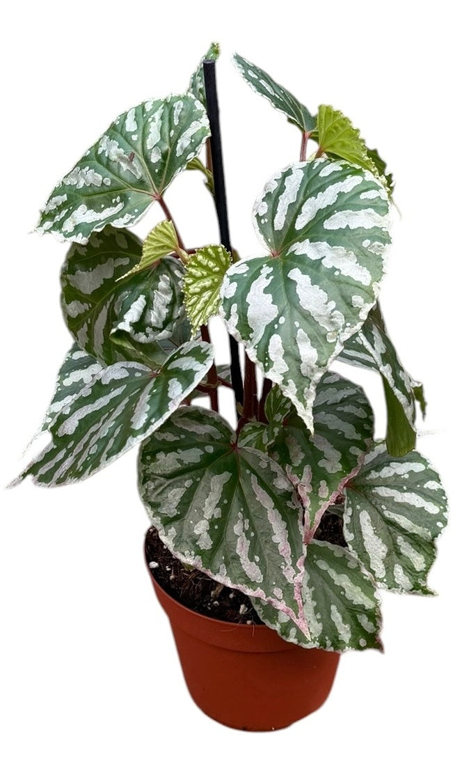 Begonia Cream Powder 14cm Pot 35cm Height House Plant