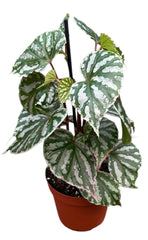 Begonia Cream Powder 14cm Pot 35cm Height House Plant